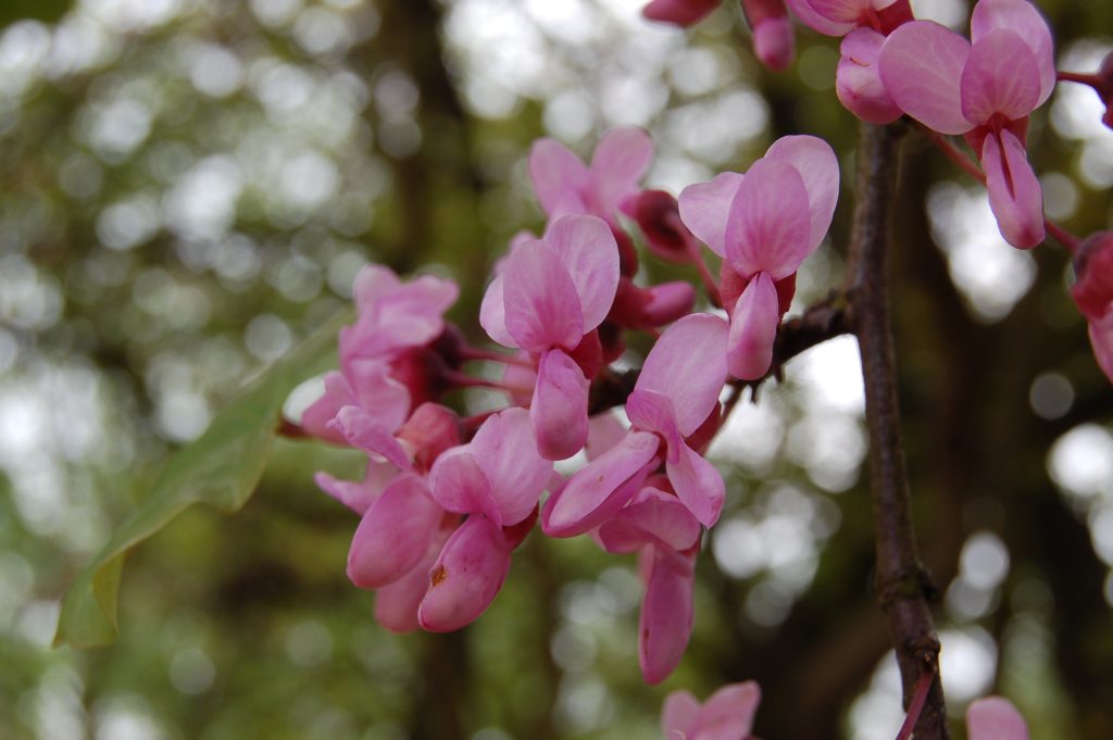 Cercis siliquastrum. Pink flowers on a twig.