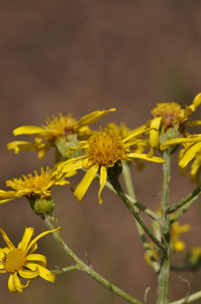 Senecio paludosus has a small, yellow bloom.