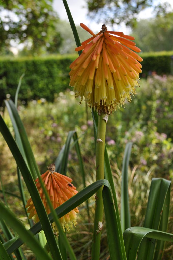 Kniphofia uvaria is a tall flower, orange and yellow in colour.