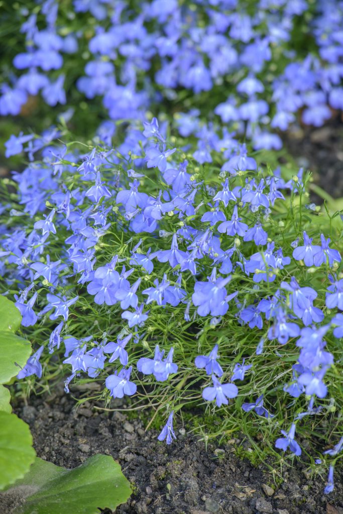 Lobelia erinus, a small blue/purple flower.