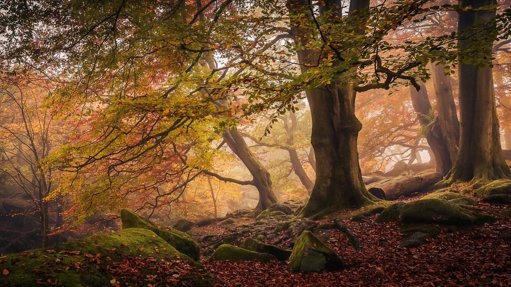 'Autumn in Padley Gorge' by Dave Fieldhouse, winner of the Trees, Woods and Forests category. Photo of trees in sepia tones.
