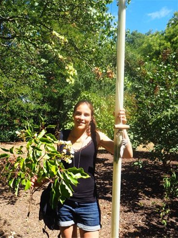 Assistant Curator, Angela Cano with flowering branch to be preserved for scientific purposes.
