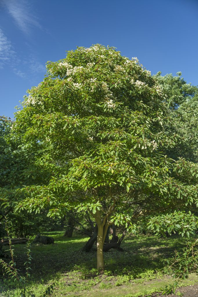 Emmenopterys henryi 2012 flowering, with green leaves and white flowers. The tree is in the Gilbert-Carter area of the Garden.