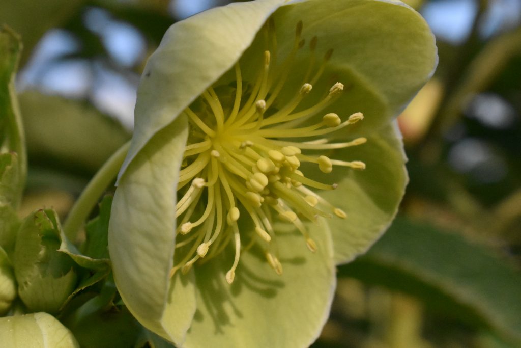 Pale yellow/green flower with round petals.