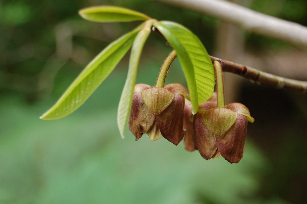 Small, hanging, burgundy flowers on a twig with green leaves.