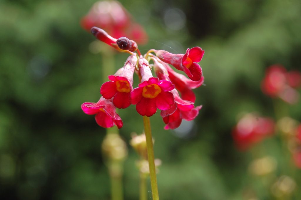 A photo of magenta pink Primula wilsonii.