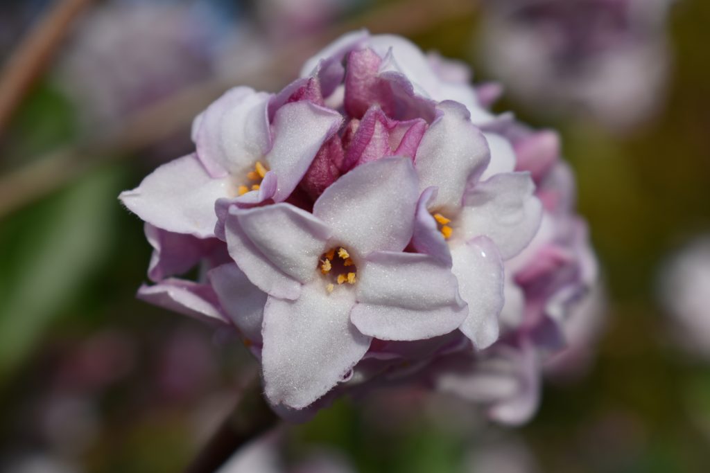 Daphne bholua 'Jacqueline Postill'