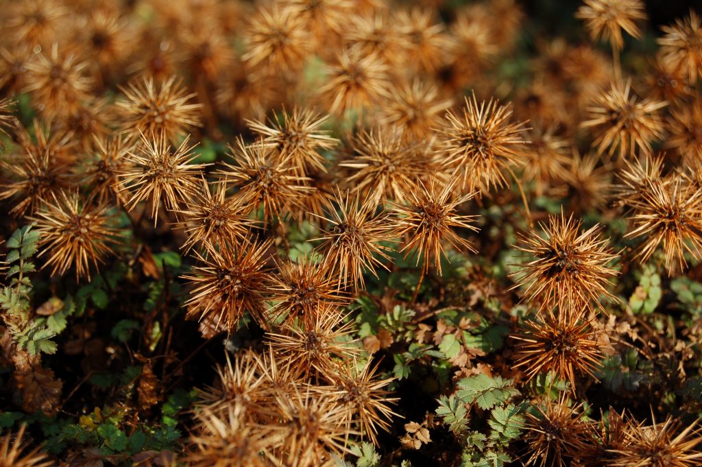 Acaena inermis