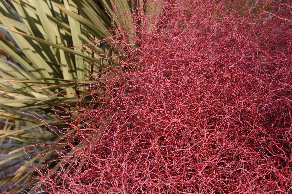Muehlenbeckia astonii. Wirey, red foliage.