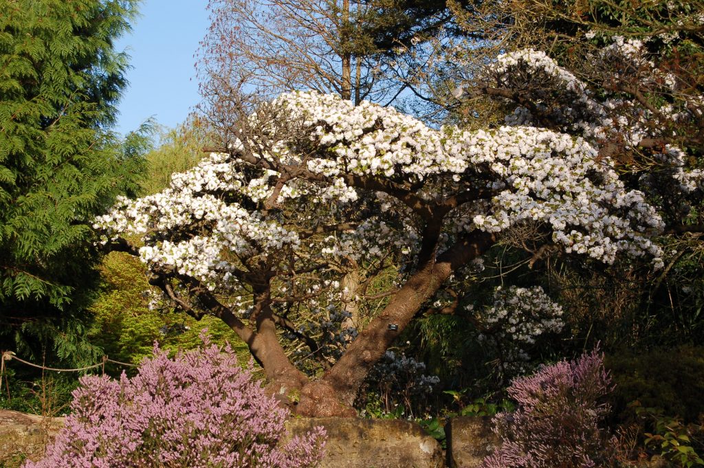 Prunus serrulata 'Alboplena'. Delicate blossom tree overlooking the lake.