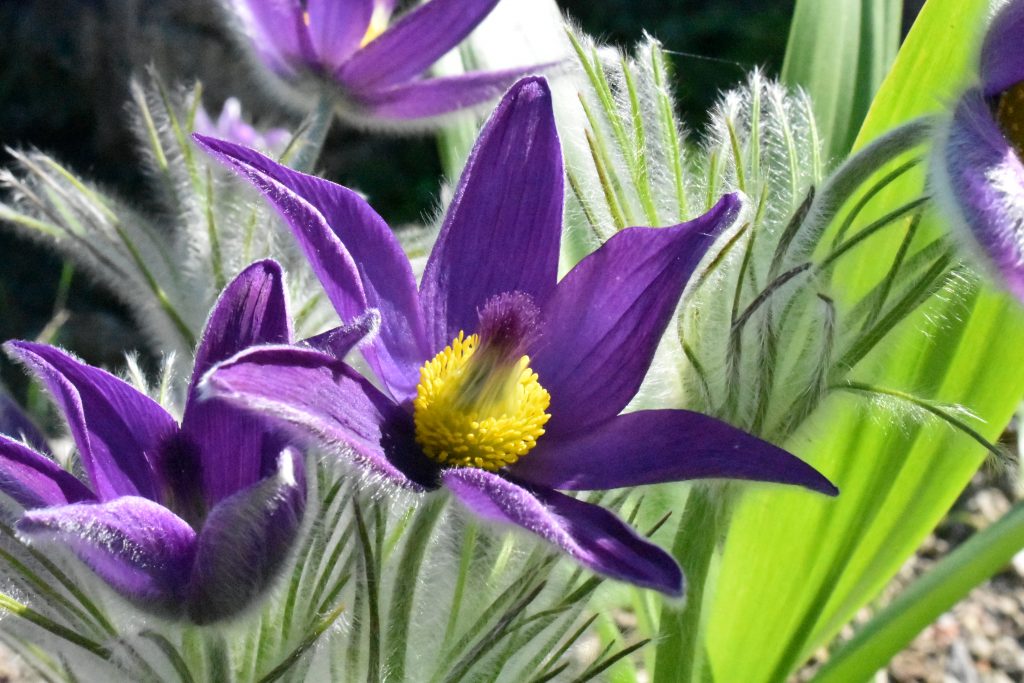 Pulsatilla vulgaris. Beautiful deep purple flower with 6 pointed petals and soft downy stems and leaves.