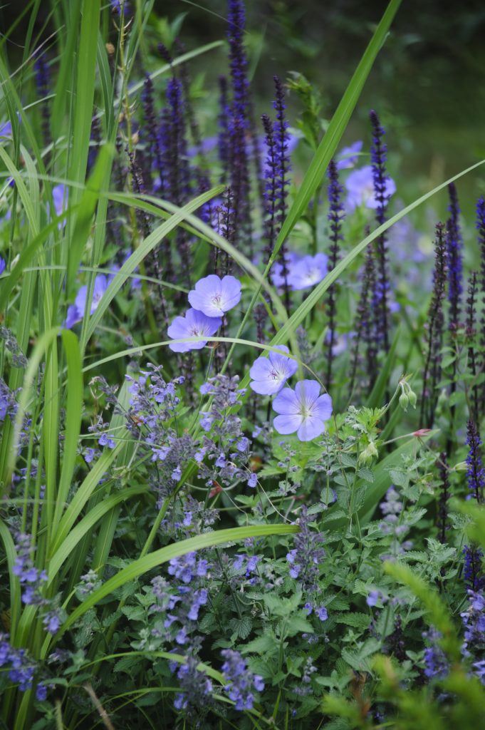 Cory Lawn Geranium