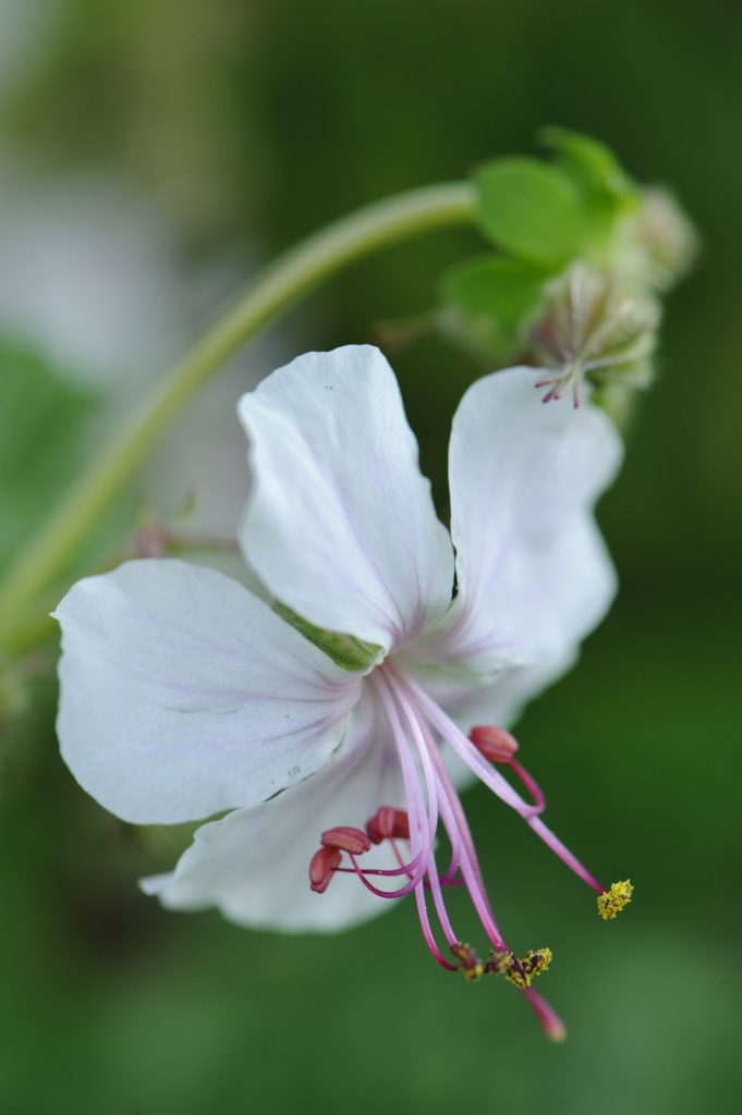 Geranium cantabrigiense