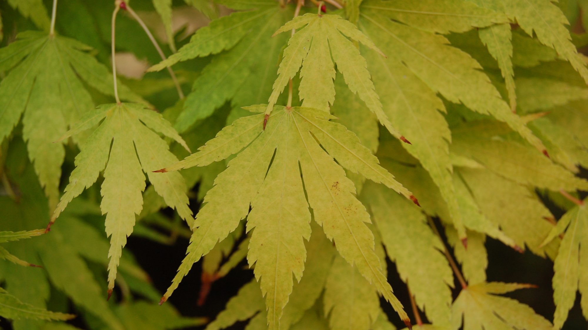 Acer palmatum 'Sango-Kaku'