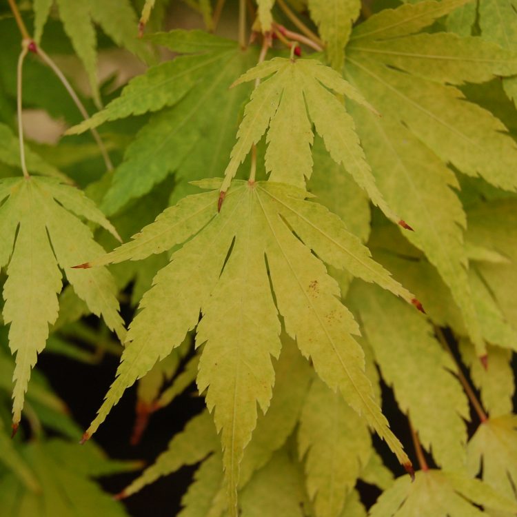 Acer palmatum ‘Sango-Kaku’