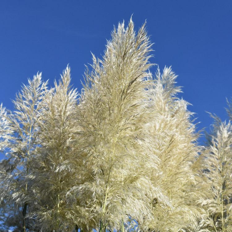 Cortaderia selloana