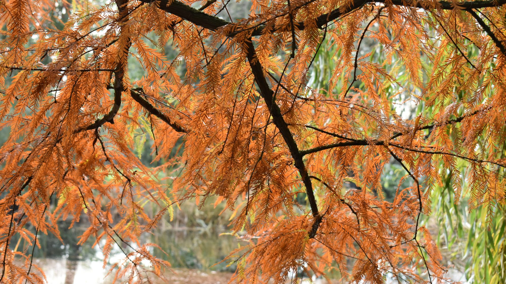 Taxodium distichum var. distichum