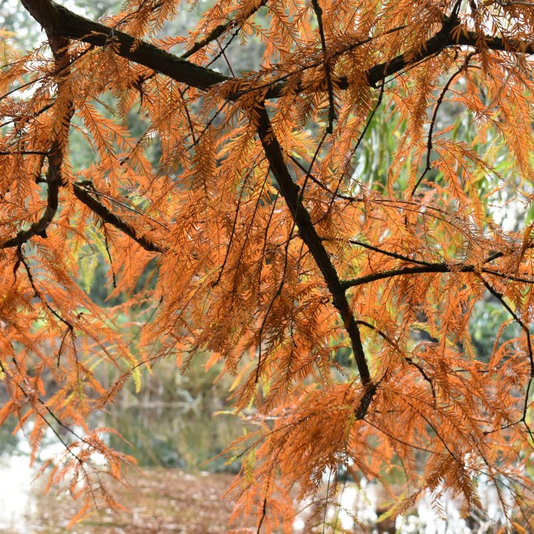 Taxodium distichum