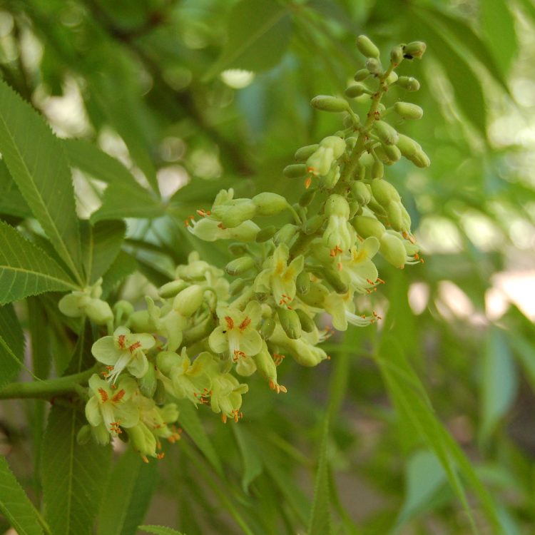 Aesculus glabra var. arguta