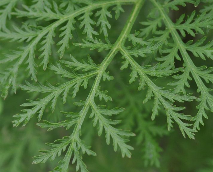 Artemisia annua (sweet wormwood) Cambridge University Botanic Garden