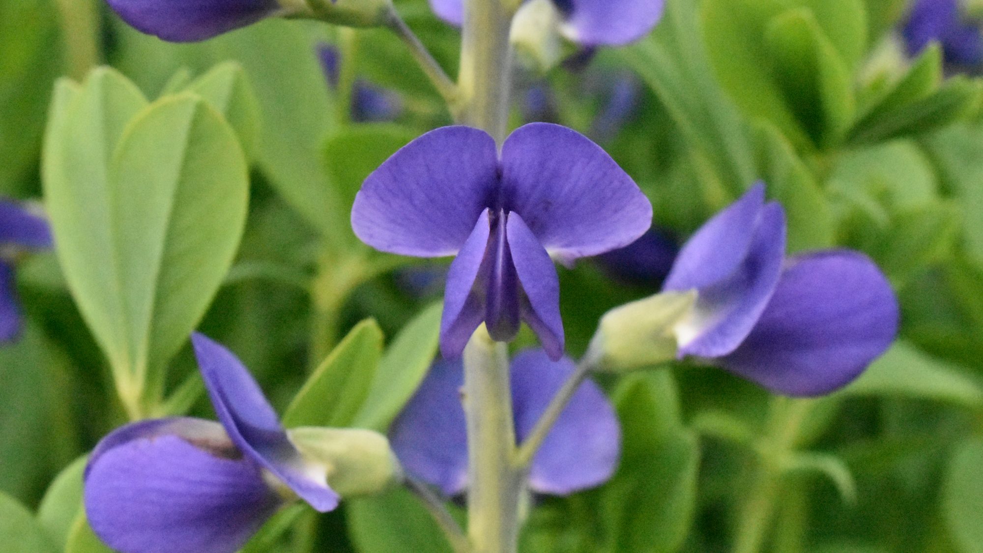 Blue-mauve pea-like flower.