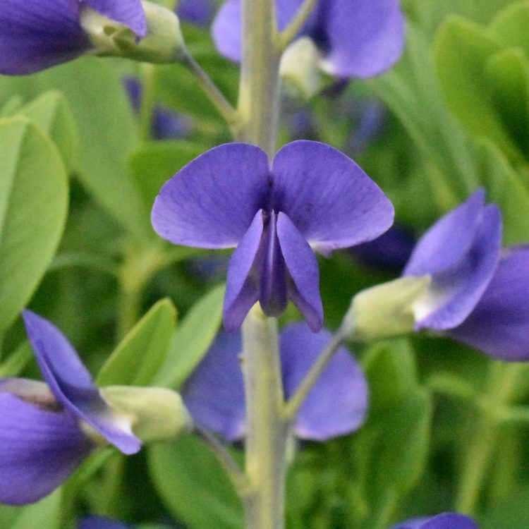 Baptisia australis