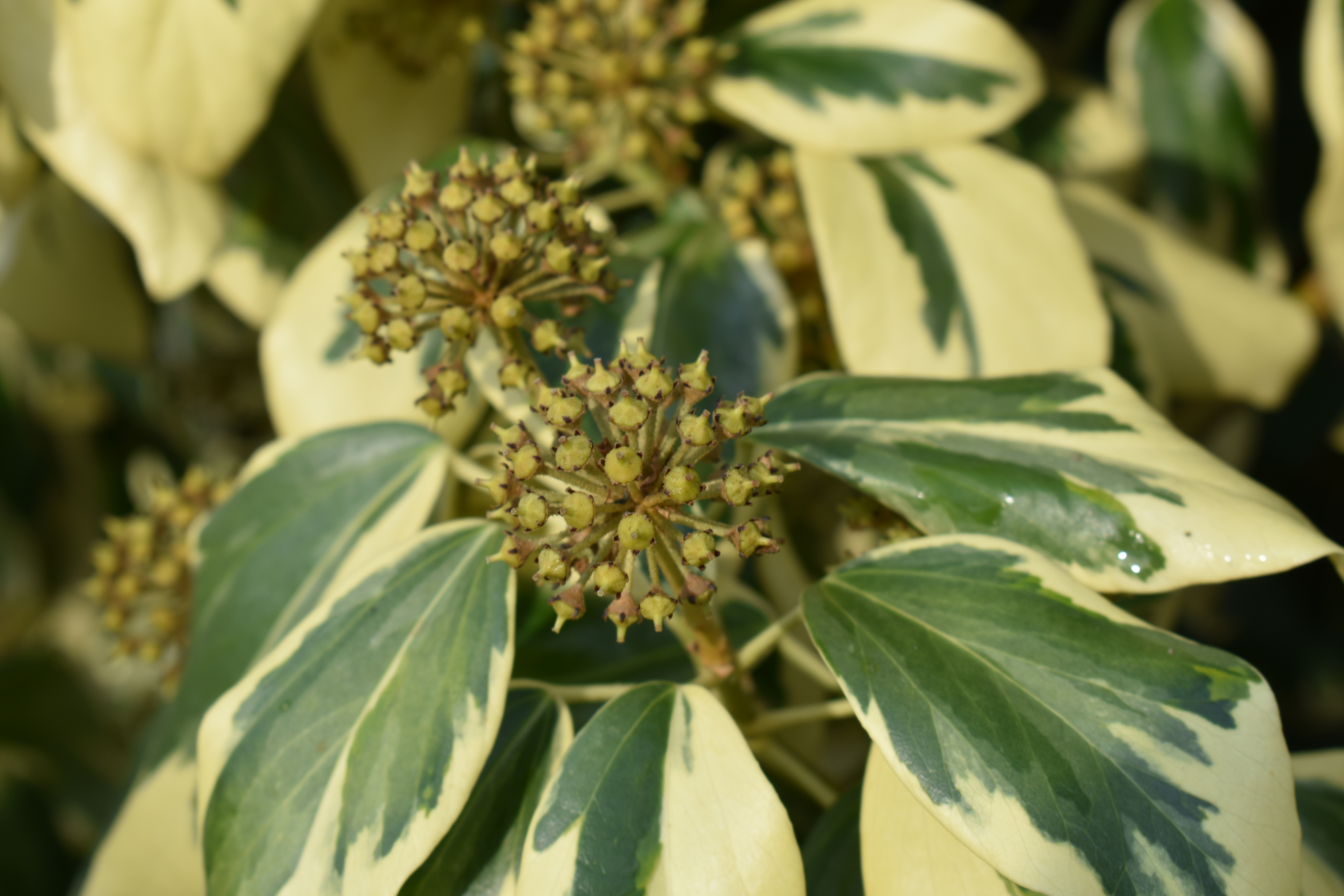 Hedera colchica 'Dentata-Variegata' - Cambridge University Botanic Garden