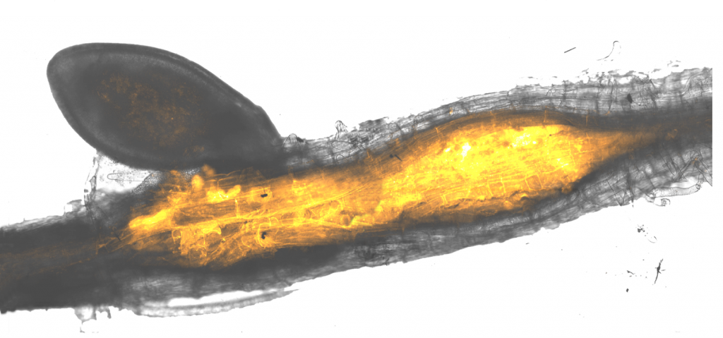 Parasitic nematode worms