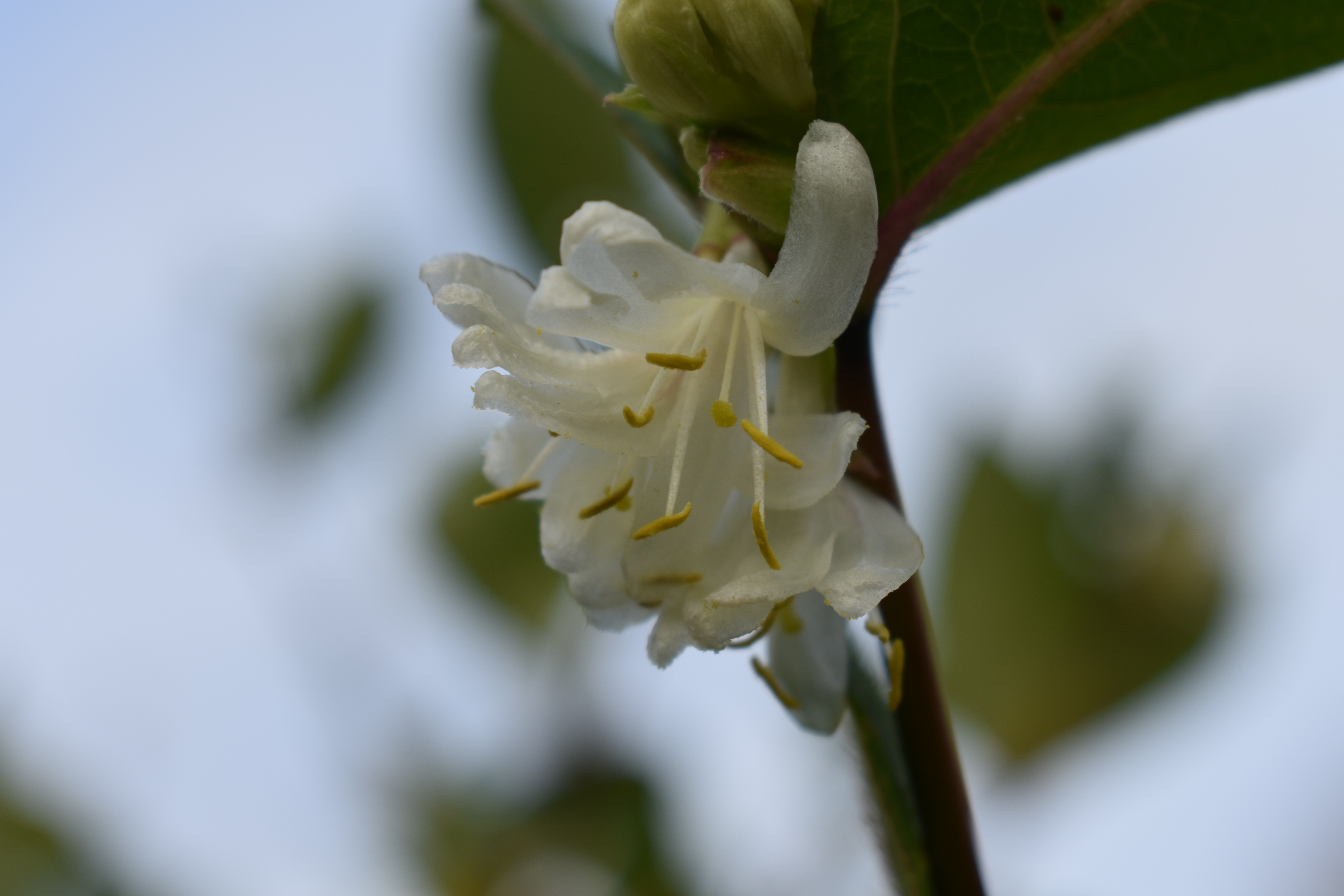 Lonicera x purpusii - Cambridge University Botanic Garden