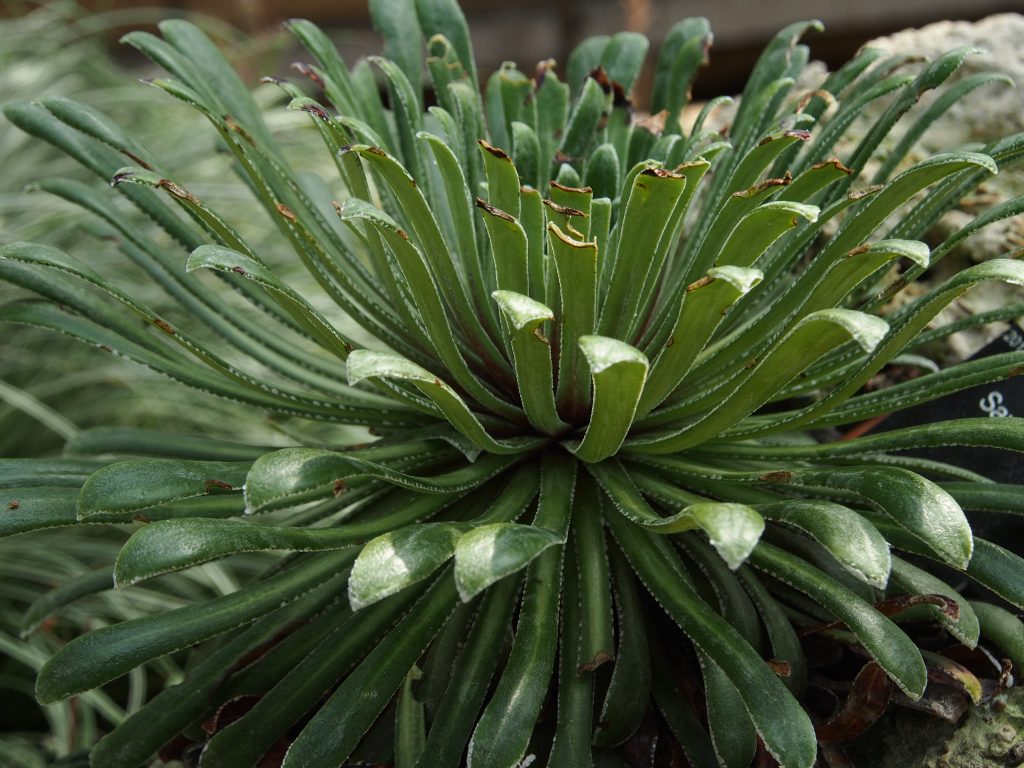 Saxifraga longifolia