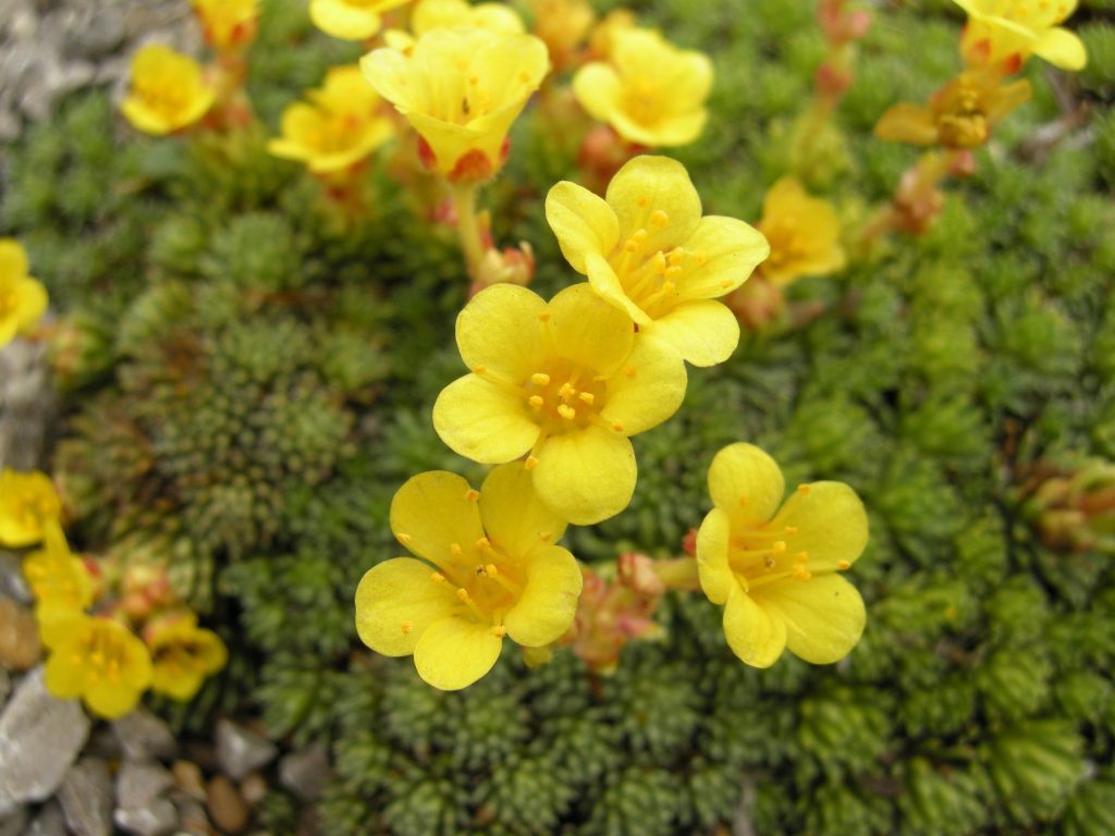 Saxifraga paniculata ssp kolenatiana