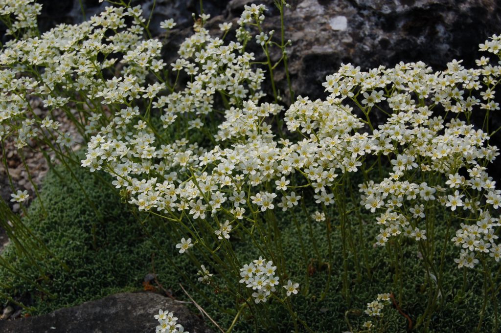 Saxifraga paniculata