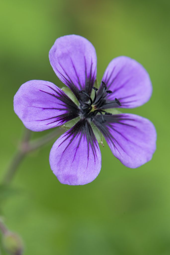Geranium prorepens