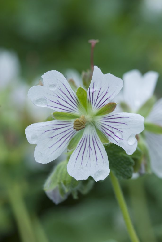 Geranium renardii
