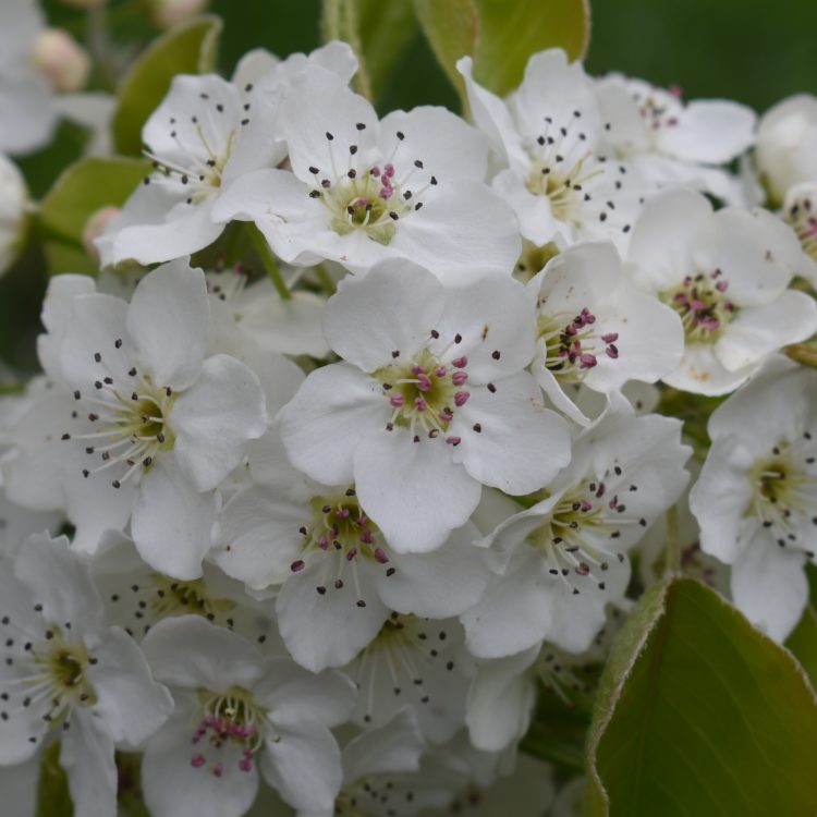 Plant conservation inspiration: what you can do to save plants