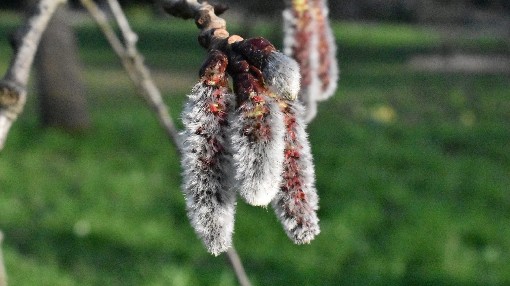 Hairy catkins