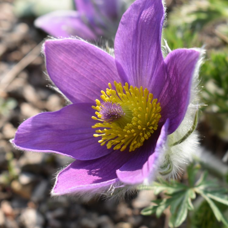 Plant Conservation Around the World