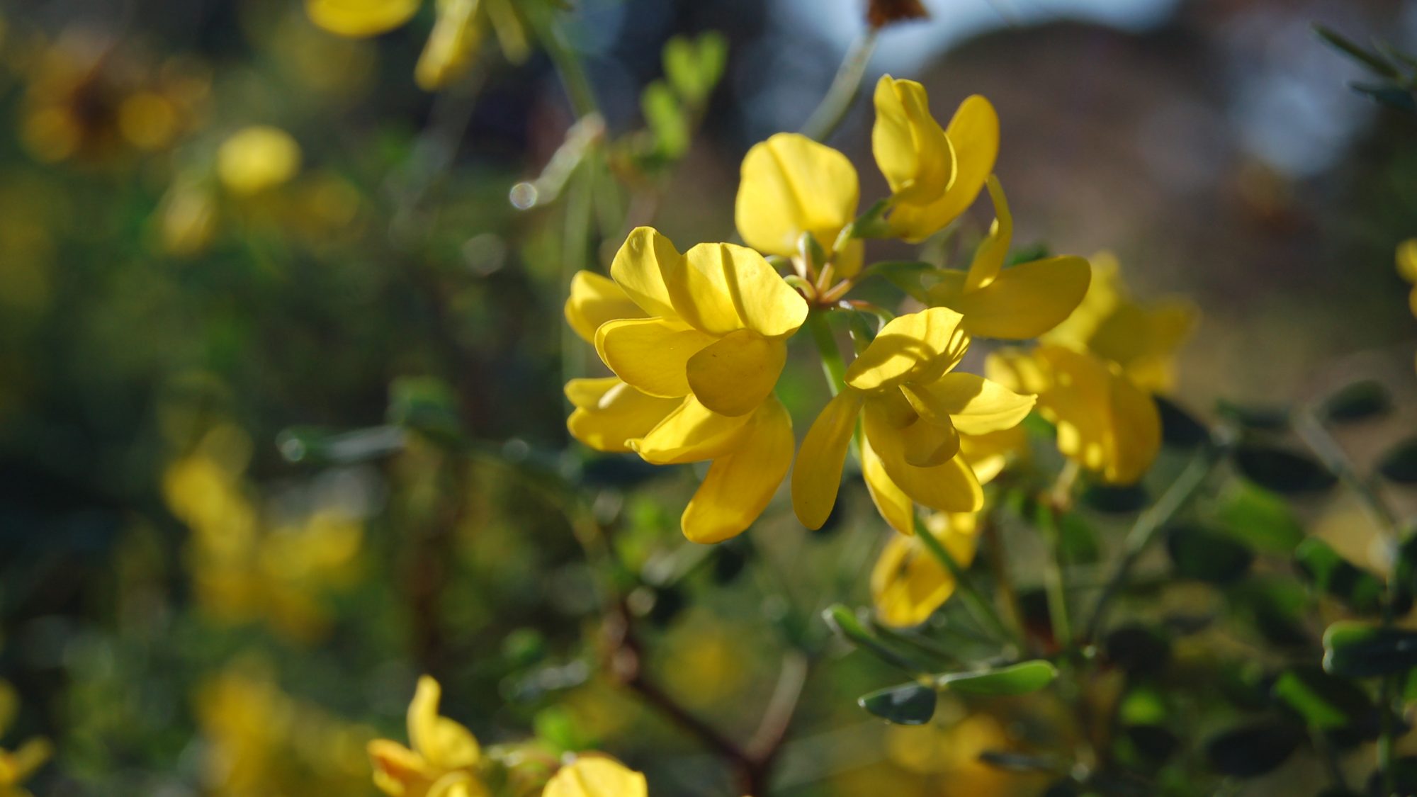 Coronilla Valentina Ssp Glauca Cambridge Botanic Garden