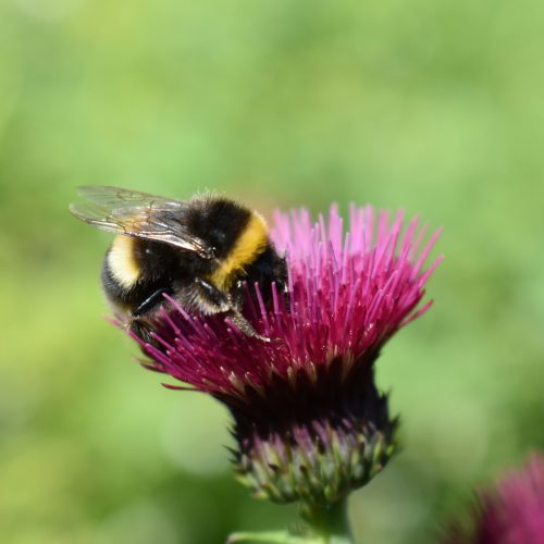 Cambridge Festival 2021