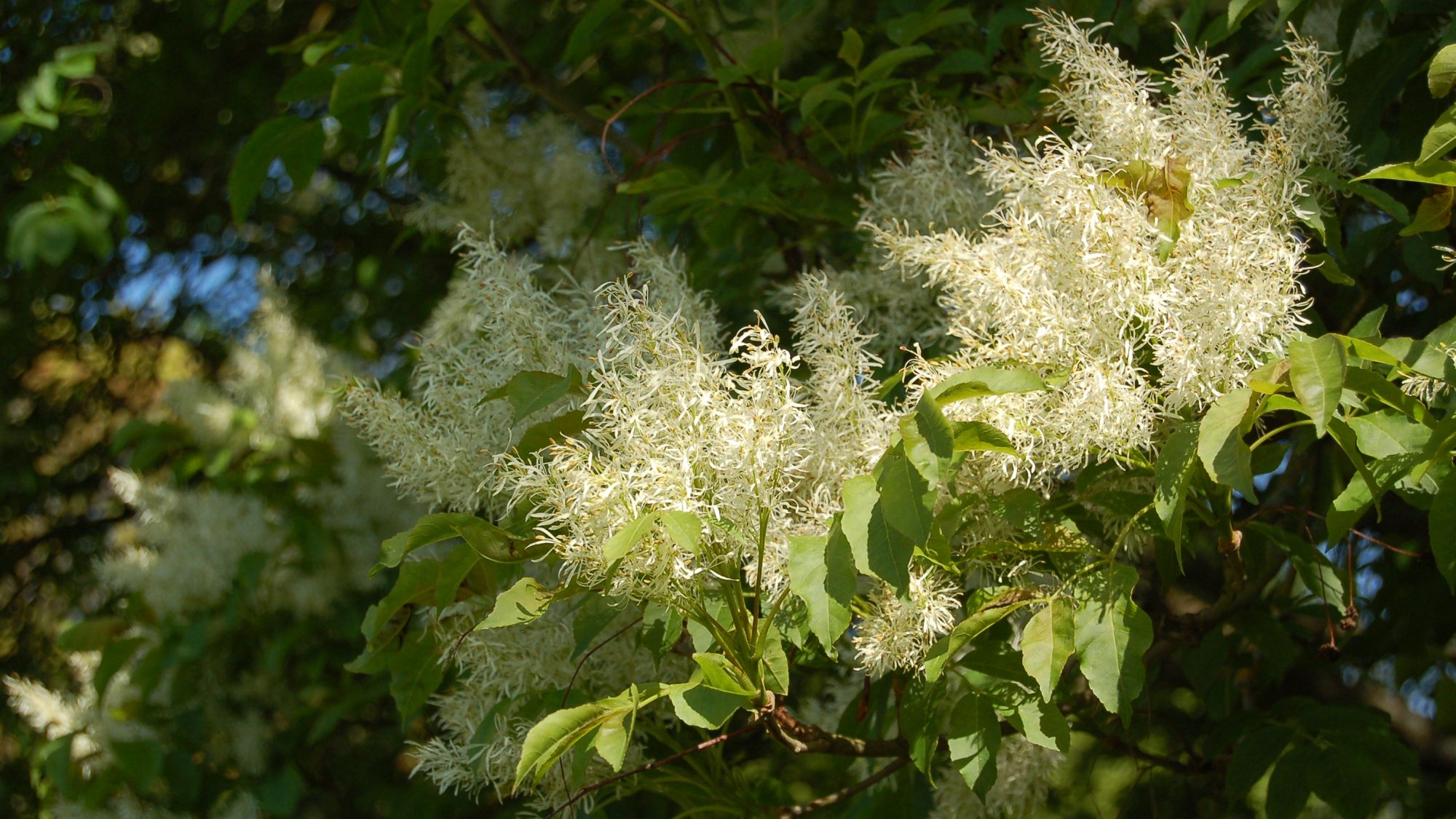 Plumes of creamy flowers.