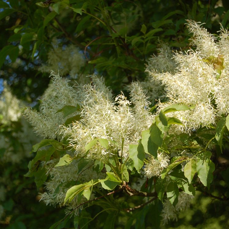 Fraxinus ornus