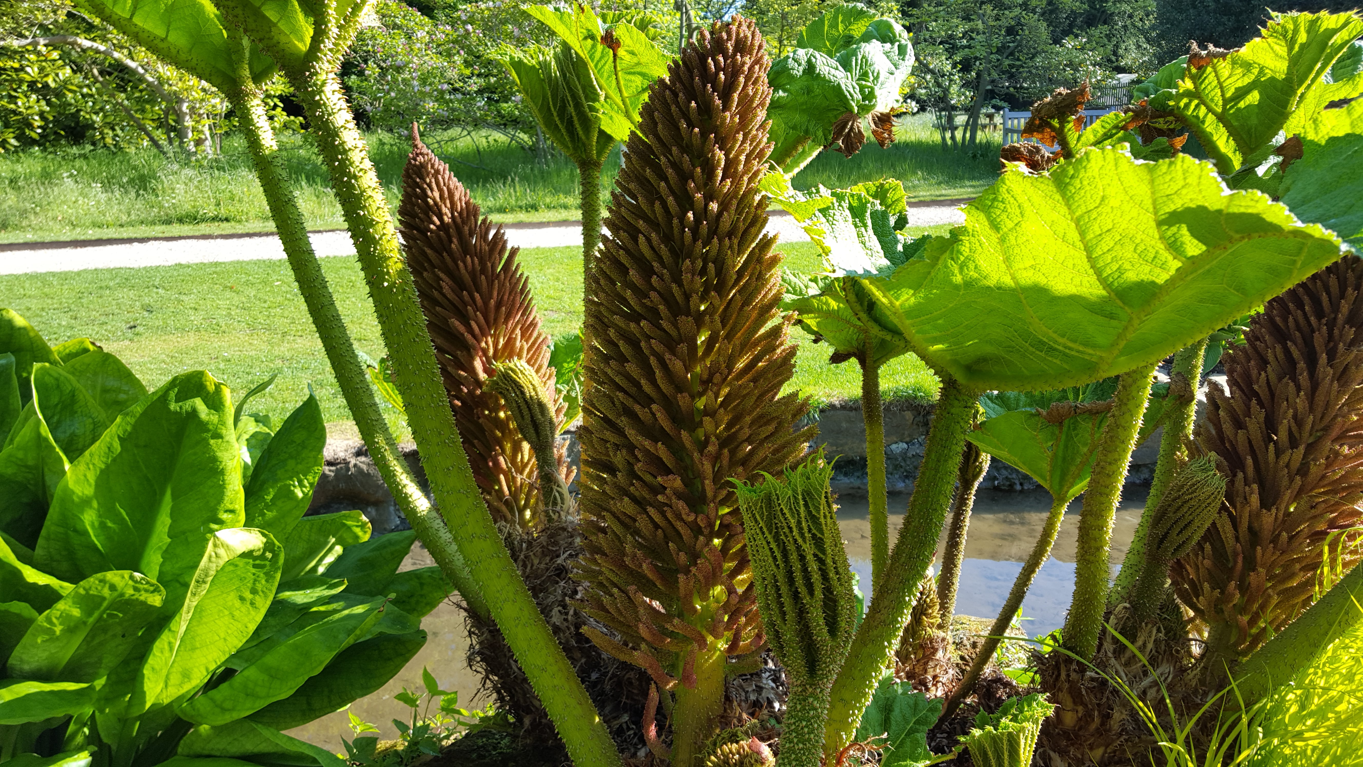 Gunnera manicata (change text as verified by Angie as G. manicata. not  hybrid) - Cambridge University Botanic Garden