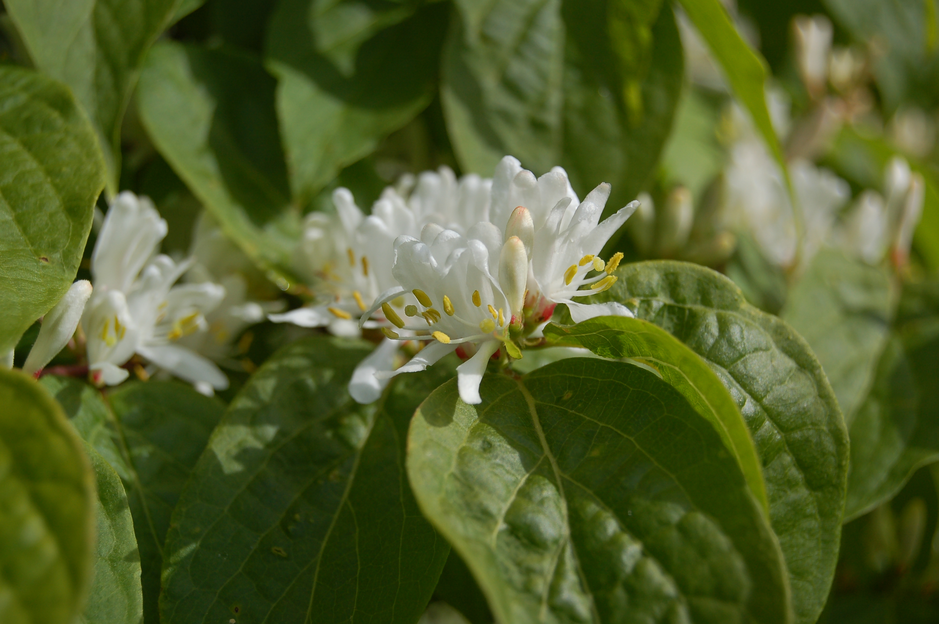 hungarian wax pepper plant Hungarian Yellow Wax Pepper (65 Days) – Pinetree Garden Seeds main image 0