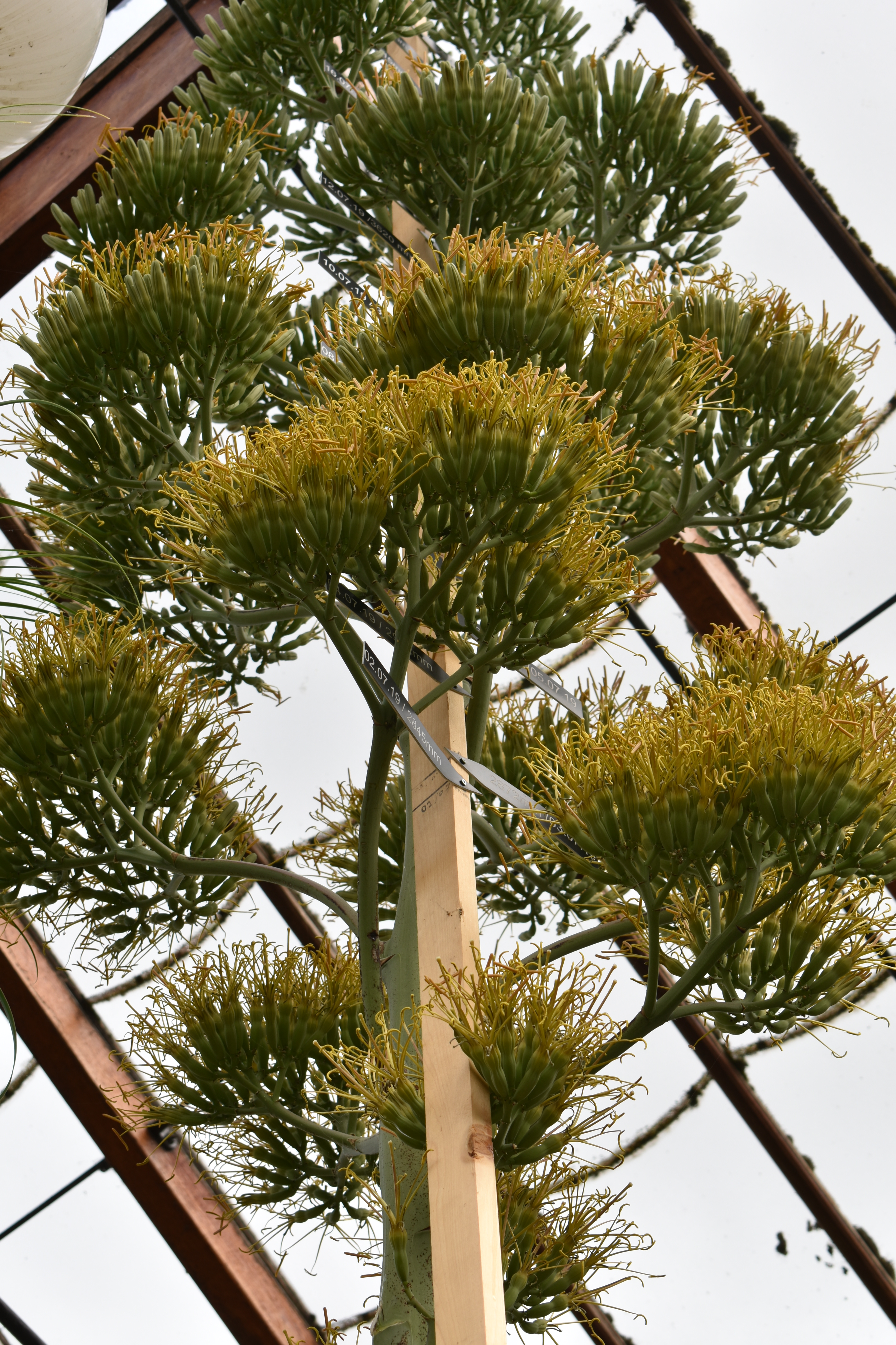 bonsai palm tree Buy Live Plant : Pony Tail Palm Bonsai Plants & Trees Online