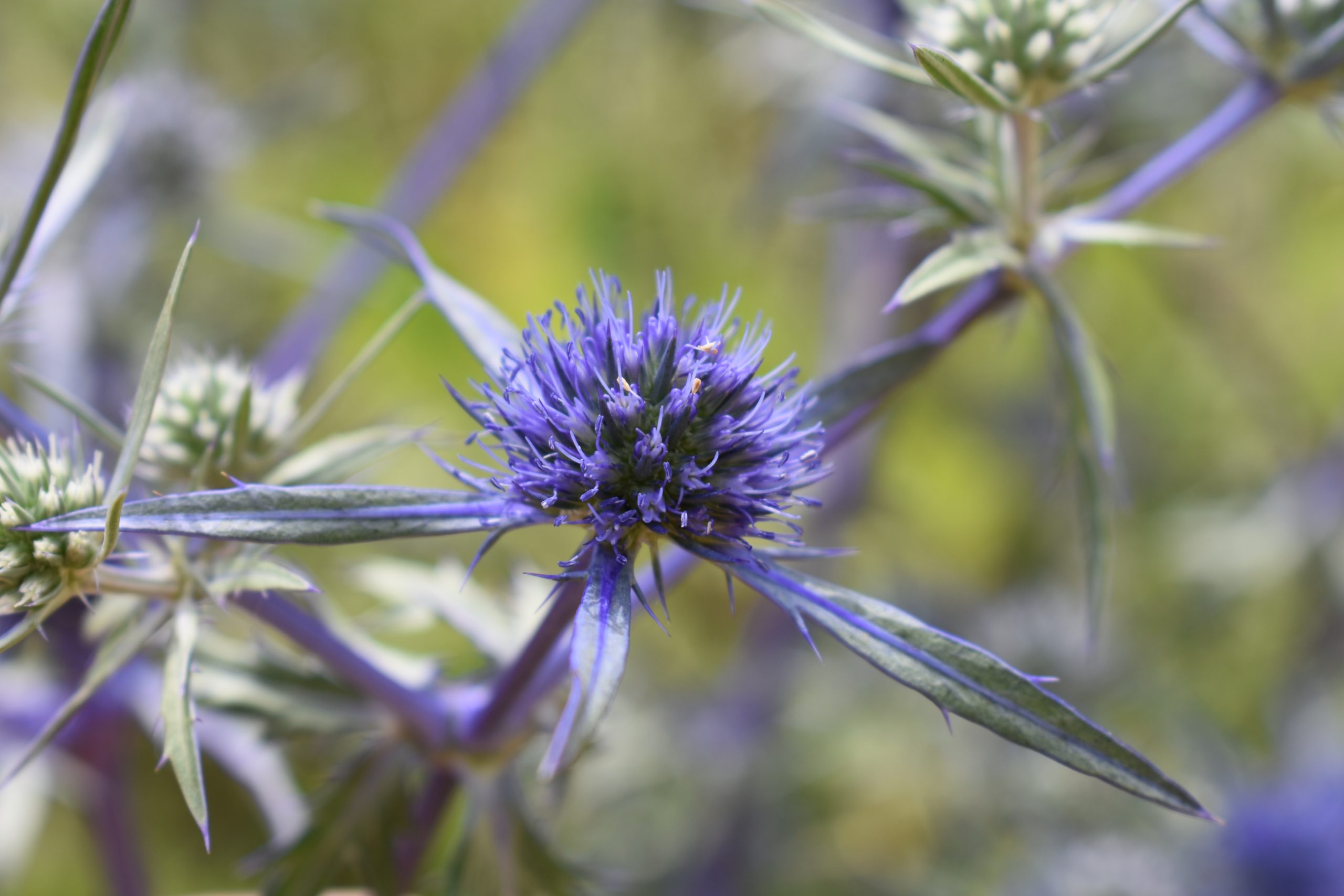 Eryngium creticum Cambridge University Botanic Garden