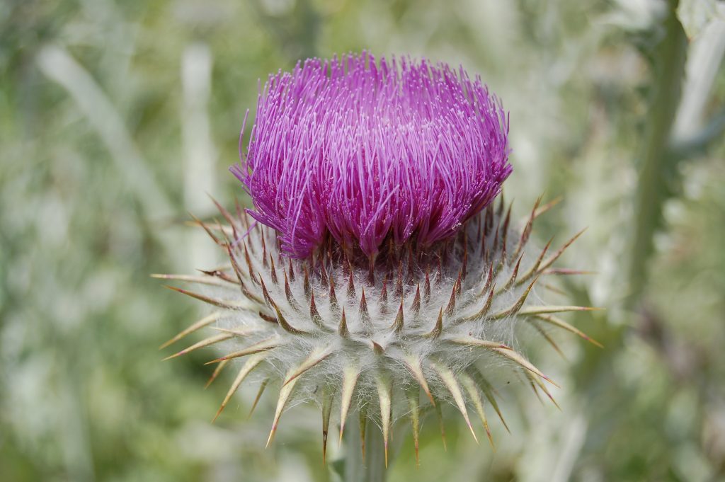 a photograph of thistle-like flowers of Onopordum acanthium