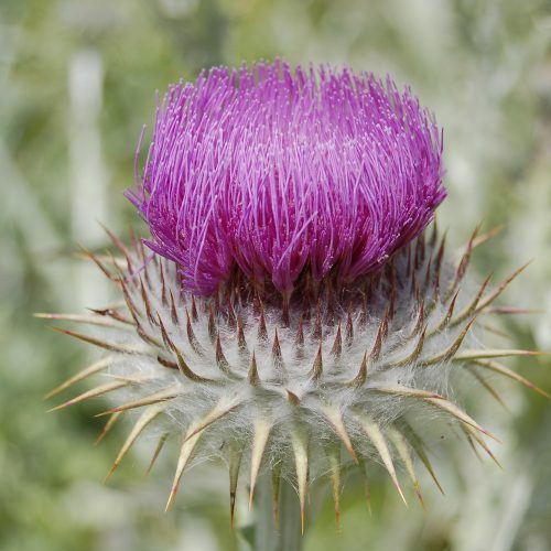 Dandelions, daisies and thistles