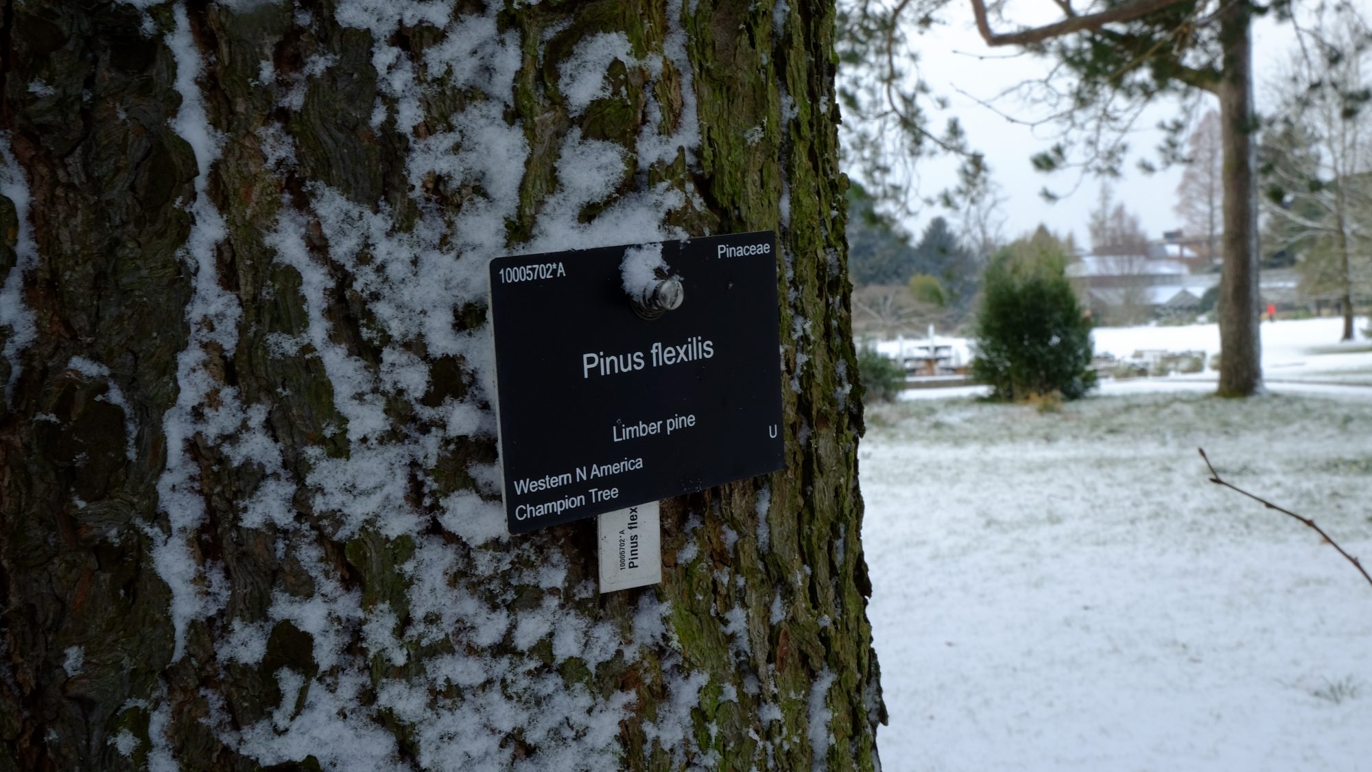 This is a photo of Mesmerizing Botanical Garden Plant Labels This is a picture of Mesmerizing Botanical Garden Plant Labels