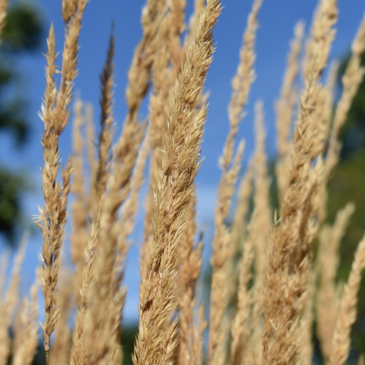 Calamagrostis x acutiflora ‘Karl Foerster’