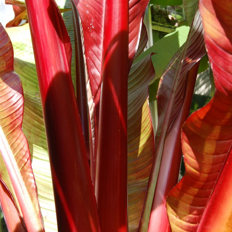 Ensete ventricosum ‘Maurelii’